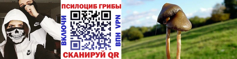купить сайты Ногинск Галлюциногенные грибы GOLDEN TEACHER